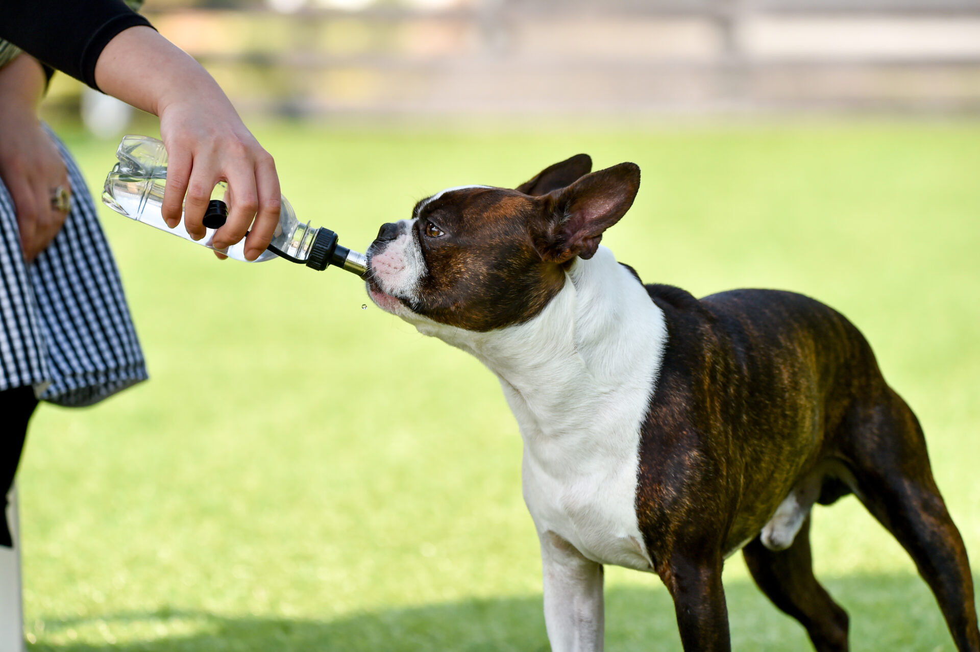 ペット 犬 猫 に与える水は何がいい 水道水でも大丈夫 水と健康の情報メディア トリム ミズラボ 日本トリム